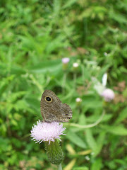 butterfly in Pi Pa Yuan garden