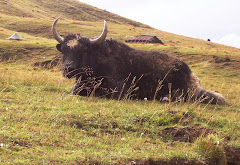 yak on hillside
