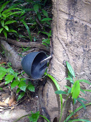 tapping rubber tree