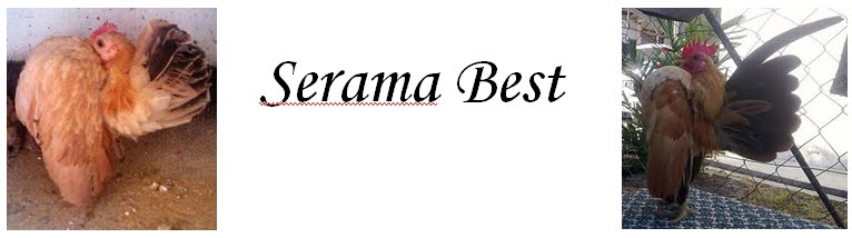 Serama Best