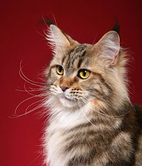 Maine coon