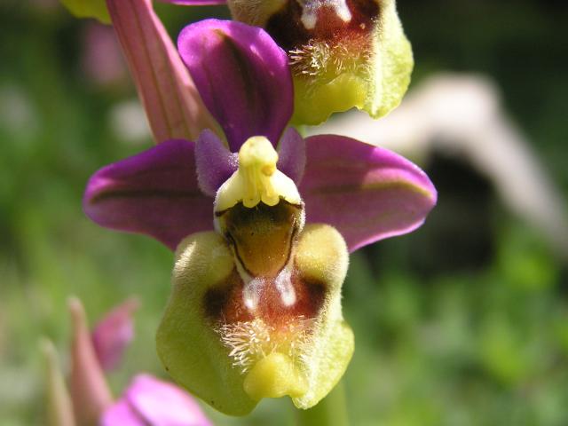 [orquideas_en_Valpuesta.jpg]