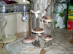 mushrooms