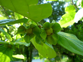 my persimmon tree