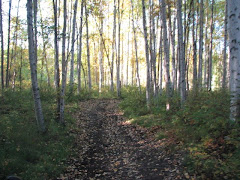 Birch trees... beautiful!