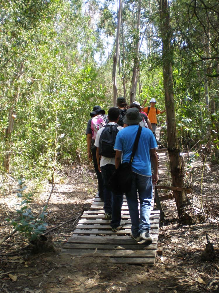 [FlorIndiosAlfarim20.jpg]