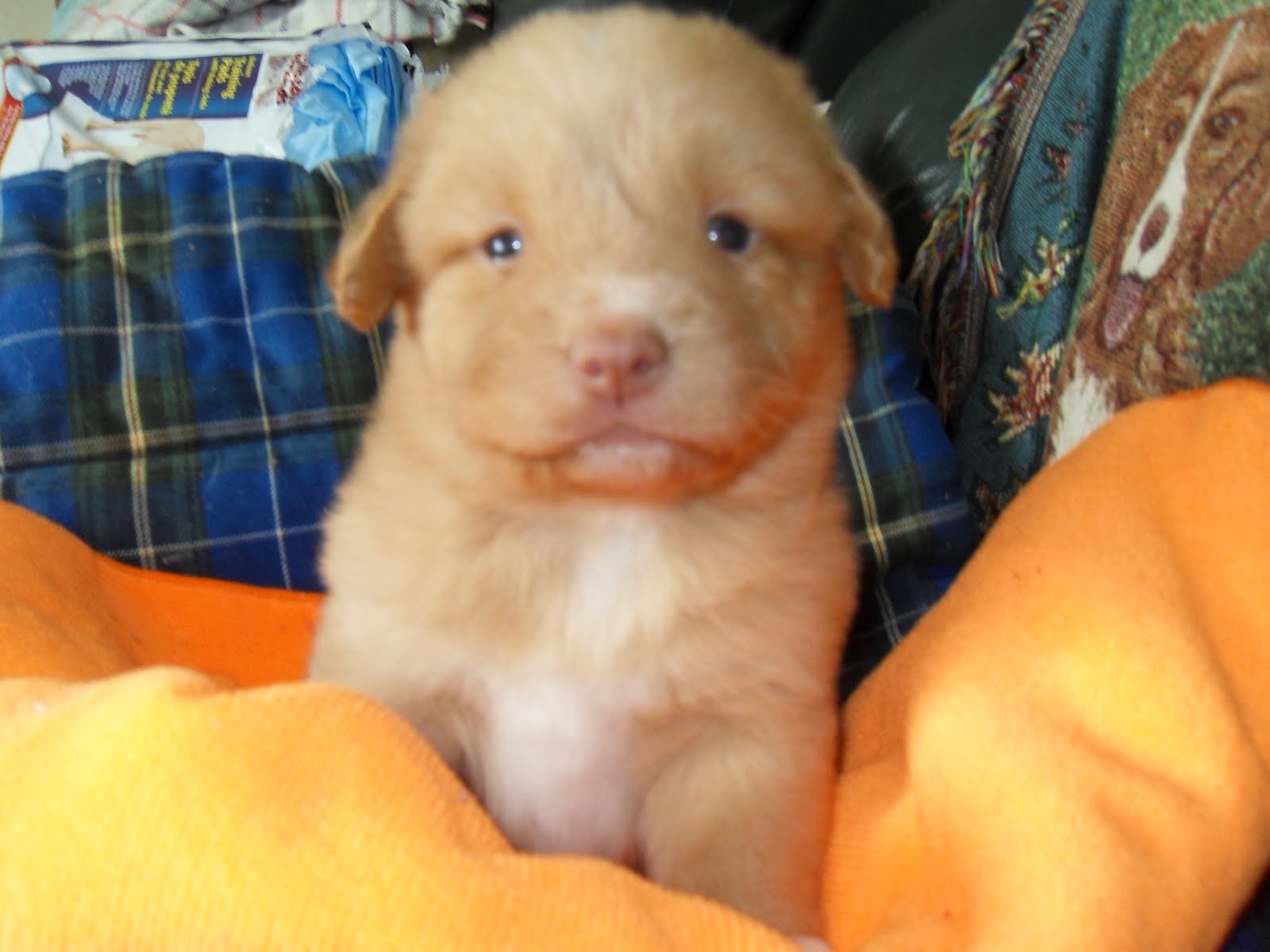 Tollchester Nova Scotia Duck Tolling Retrievers The Chocolate Litter