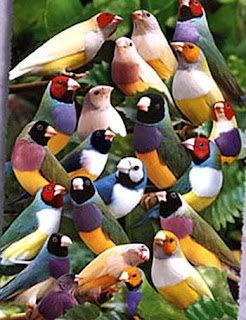 انواع الطيور بشكل عام %D9%85%D8%AC%D9%85%D9%88%D8%B9%D8%A9+%D8%B7%D9%8A%D9%88%D8%B1