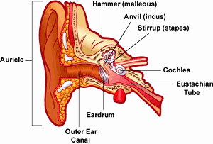 Health Ears: