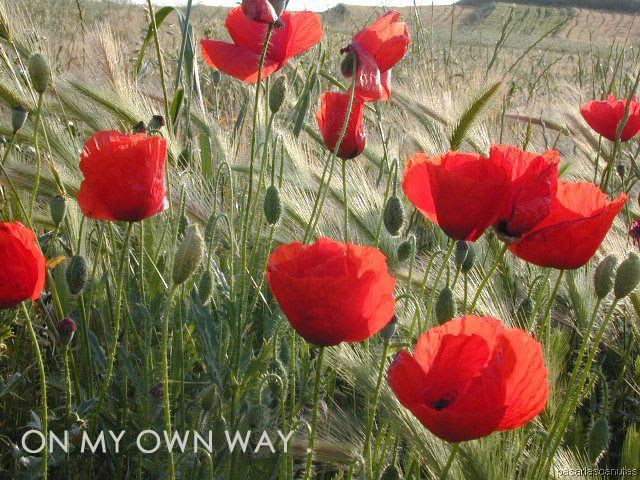 On my own way .
