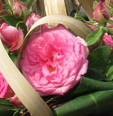 Rose Sophie