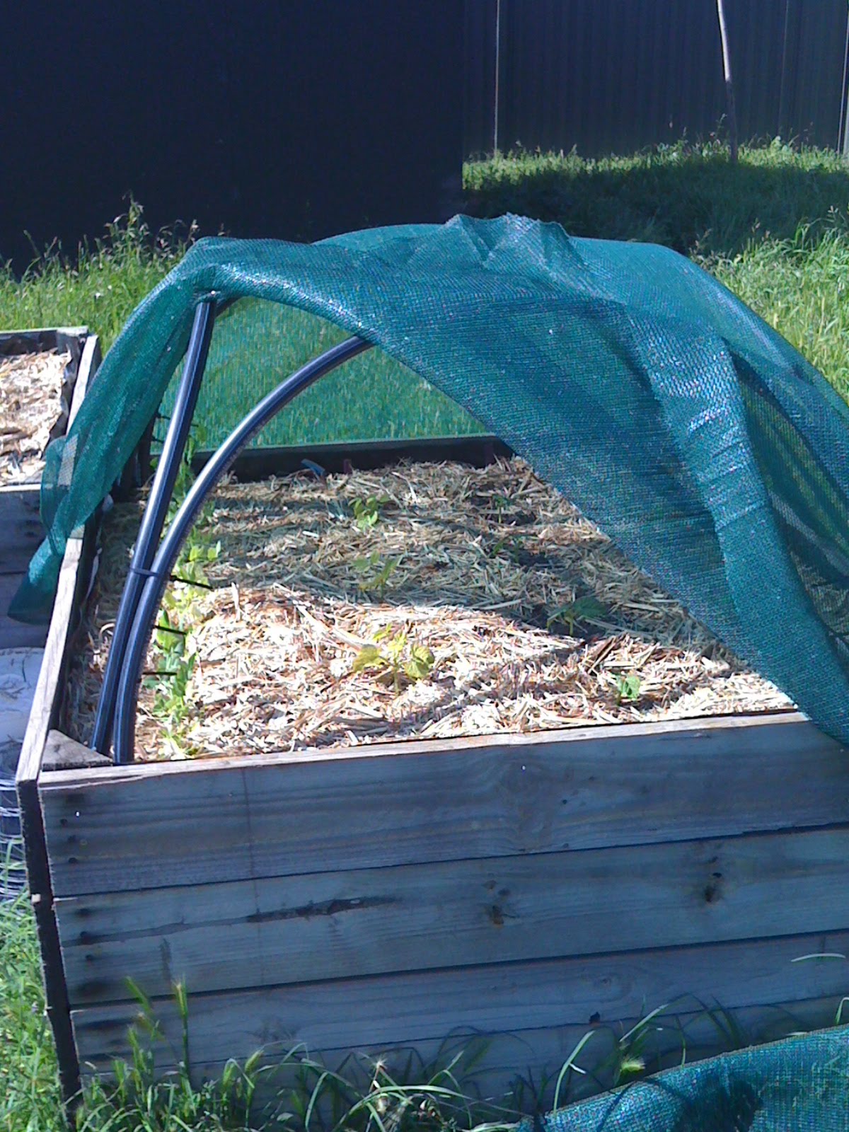 Greening Our Life Shade solutions for Melbourne Summer