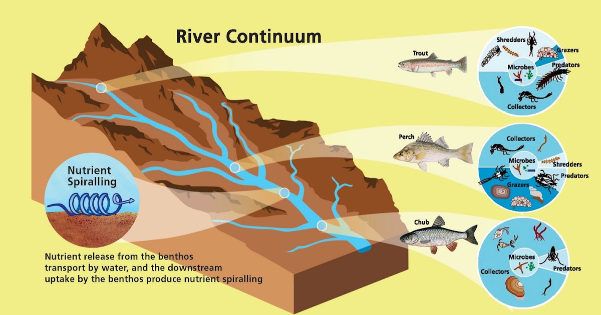 Yorkshire rivers Ecology of rivers