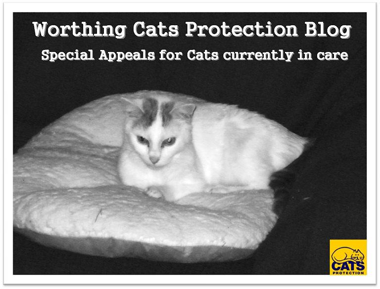 Worthing Cats Protection Rehoming Blog