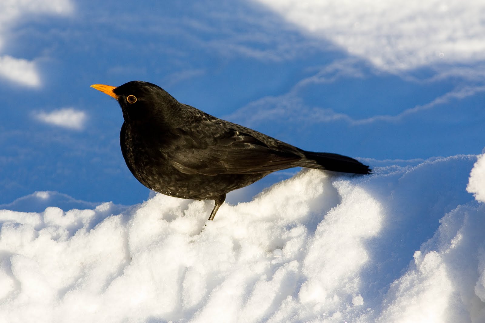 [Blackbird+in+the+snow+sharp.jpg]