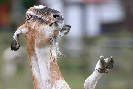 [Waving+Goat.jpg]