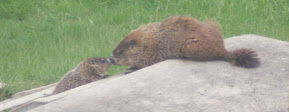 Some backyard visitors