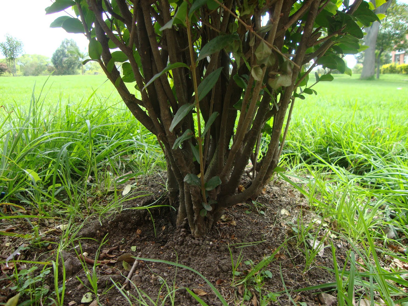 ciencias: clasificacion de plantas