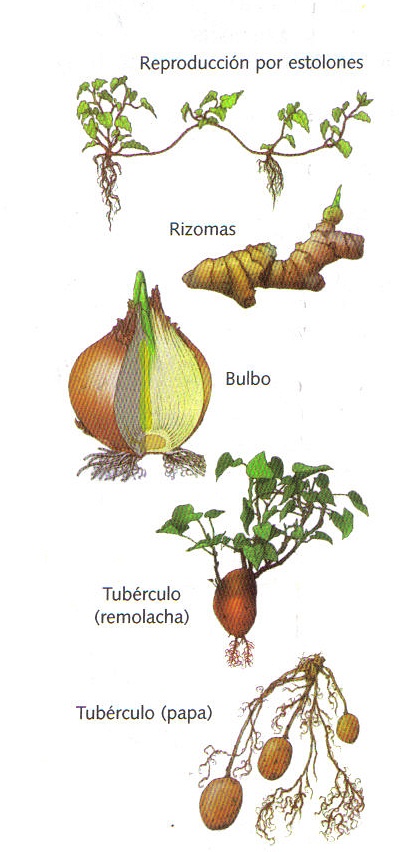 Reproduccion Sexual De Las Plantas Ejemplos