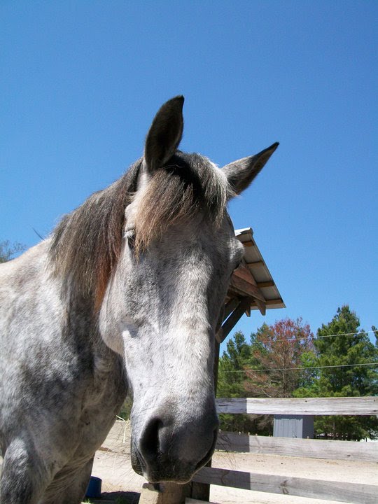 Livestock Breeds 101 Florida Cracker Horses