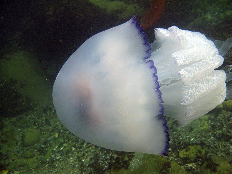 [Marea-Neagra,-meduza-Capul-Turcului-4.jpg]