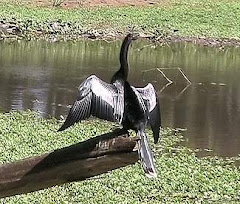 Aves guajira 2008