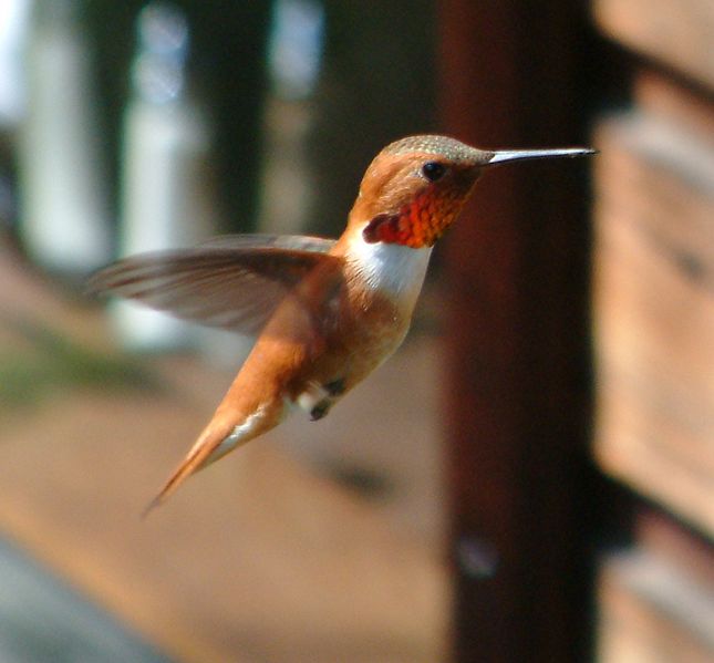 [645px-Hummingbird_hovering_in_flight.jpg]