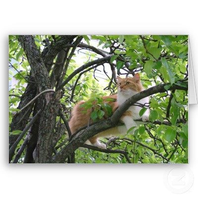 [orange_tabby_cat_in_tree_card-p137606845715325479q0yk_400.jpg]