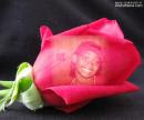 My Red Rose