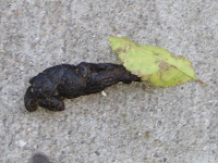 Constipated Dog Doo with Leaf - 17th St near Eureka - 94114