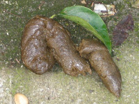 Dog Poop with leaf - Castro, San Francisco, 94114