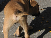 Dog involved in drive-by dog pooping - Castro, San Francisco CA, 94114