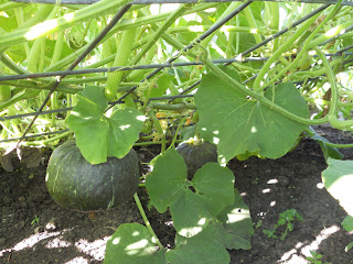 Gwen's Gardens: Squash Trellis