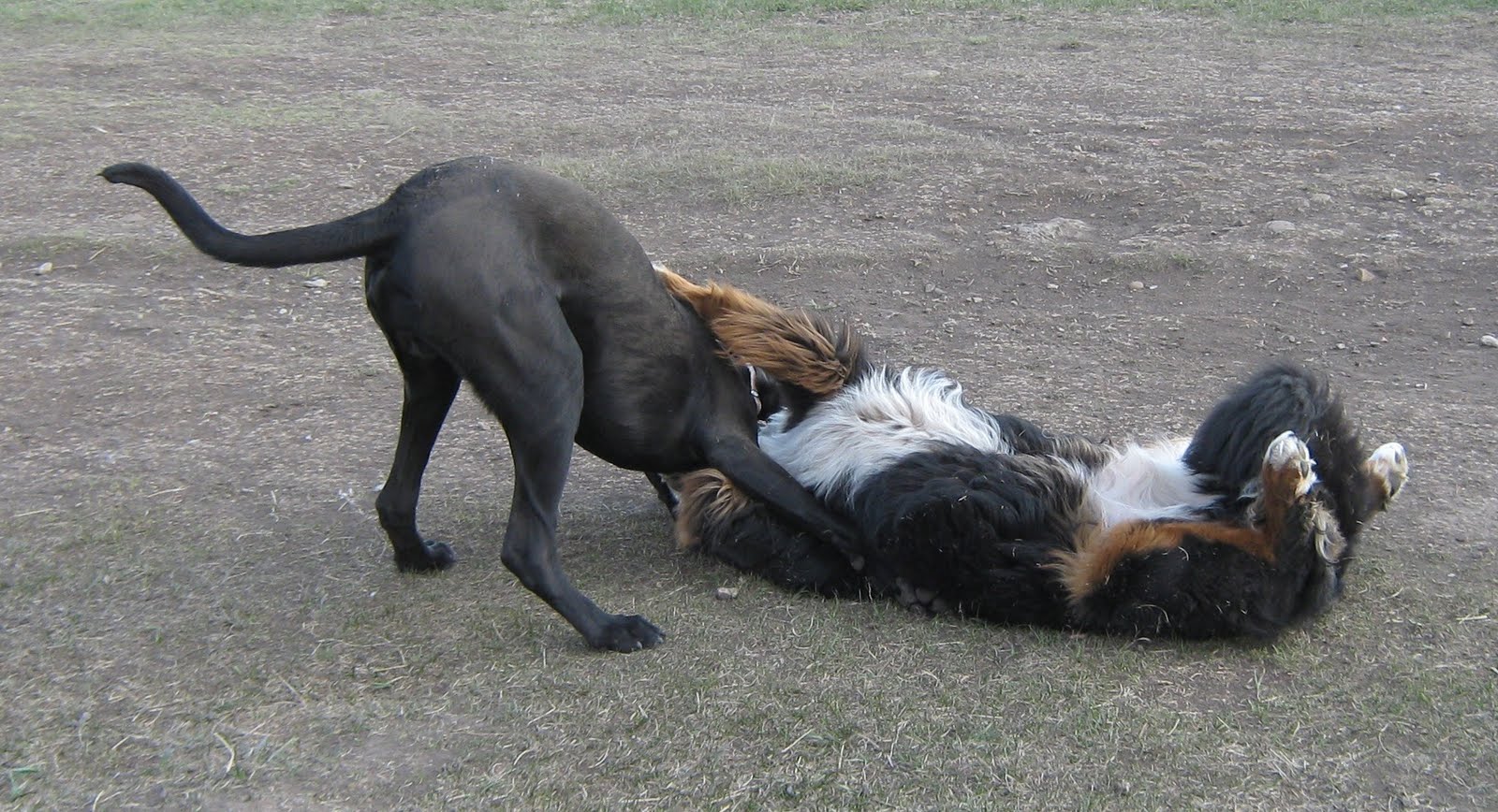 Labradane Size - 1600x868 - jpeg Labradane Size