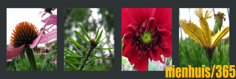Nienhuis/365