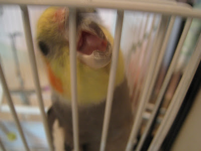 Evil Parrot