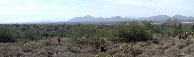 A Cactus a Day: Saguaro life cycle -- the early years