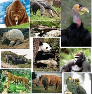 http://1.bp.blogspot.com/_JTolK_q9KVM/StDpQB6-fEI/AAAAAAAAAFc/x8S68AxGTYM/s320/colage-de-animales-en-extincion.jpg