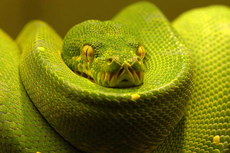 Wallpaper World: Snakes Pictures | Snakes Photo Gallery