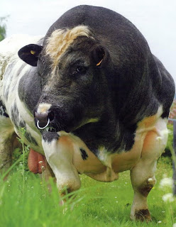 Monster Cows picture