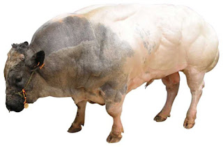 Monster Cows picture