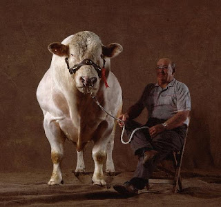 Monster Cows picture