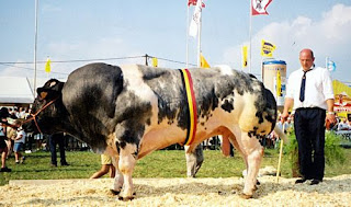 Monster Cows picture
