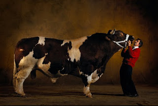 Monster Cows picture