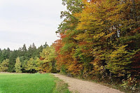 Autumn de Forest Photos