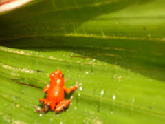 Red Frog on Red Frog Beach!