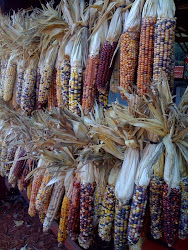 Indian Corn at Burt's