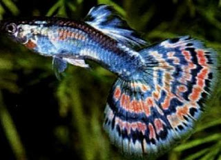 fresh water aquarium fish types of freshwater aquarium fish