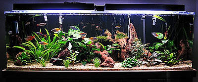 100 gallon freshwater fish tank