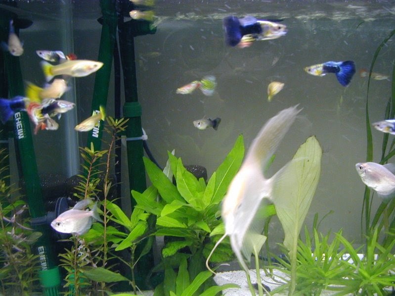 Fresh Water Aquarium fish Breeding for Beginners